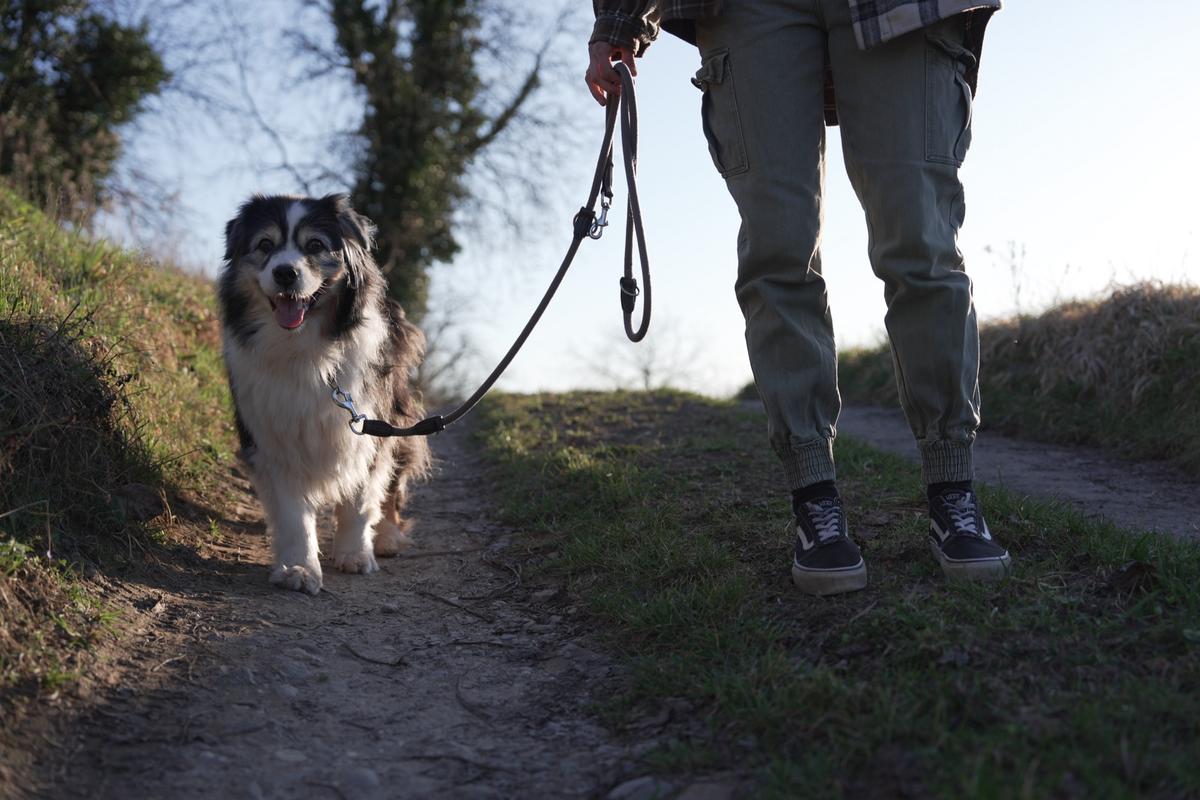 Mehrhundehaltung meistern